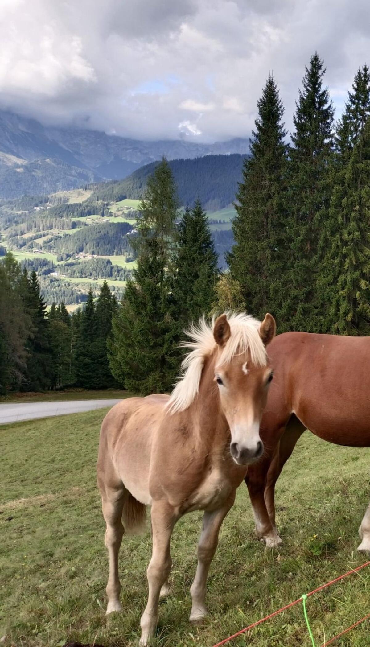 Haflinger Hengstfohlen AMIGO 2