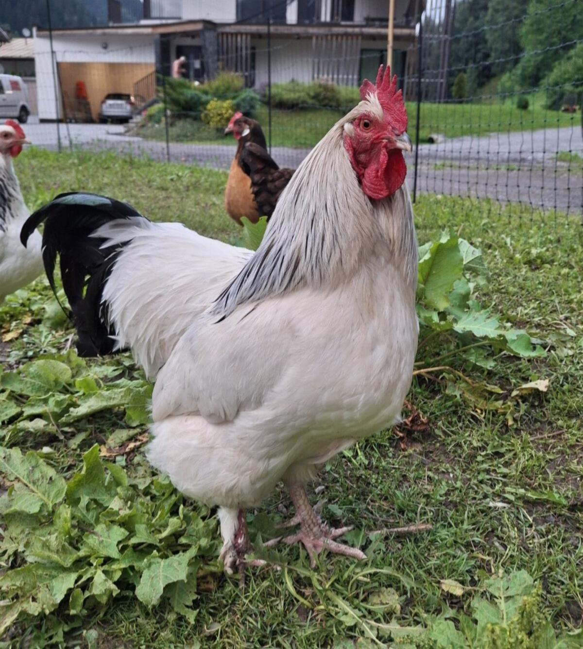 Sundheimer Hahn Hähne Huhn Geflügel 2