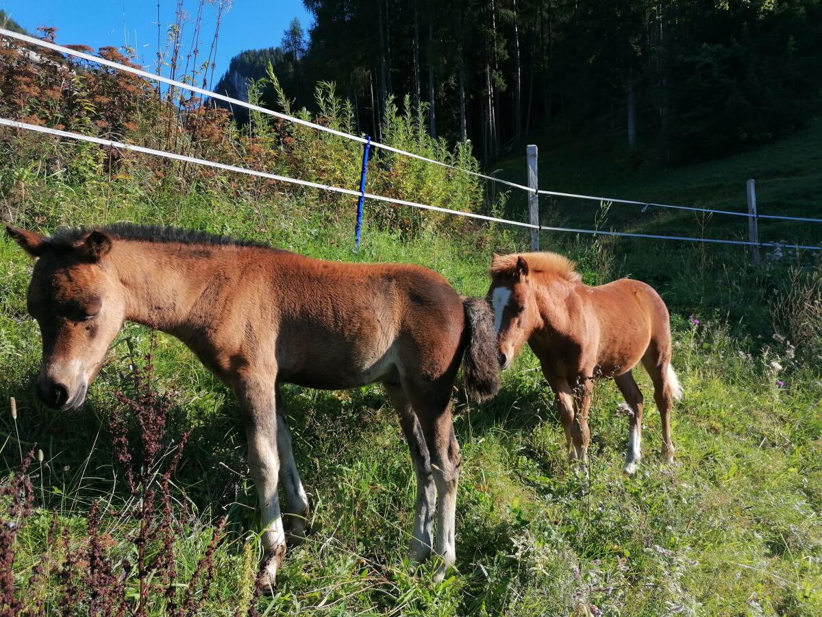 Ponyhengstfohlen Sandro 2