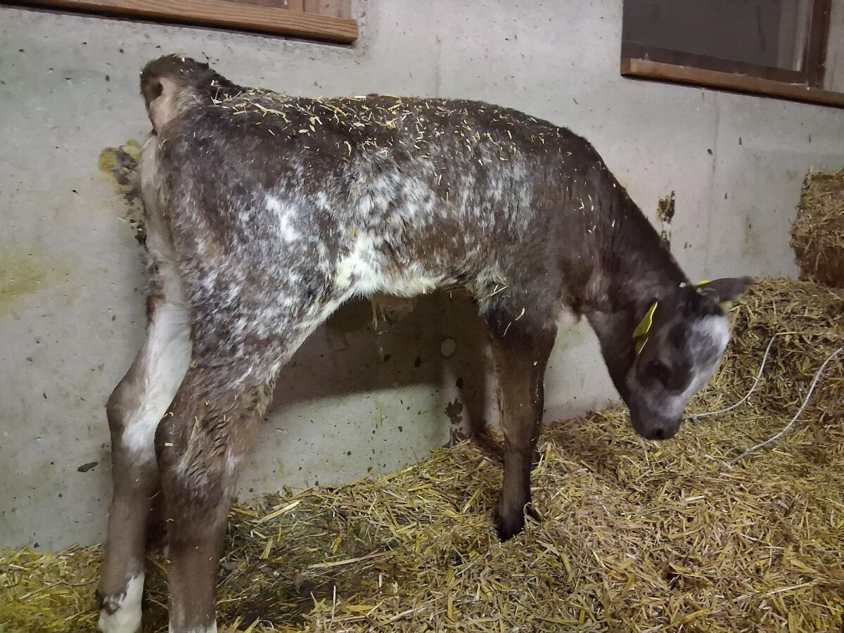 BVxWBB Stierkalb Bio 1