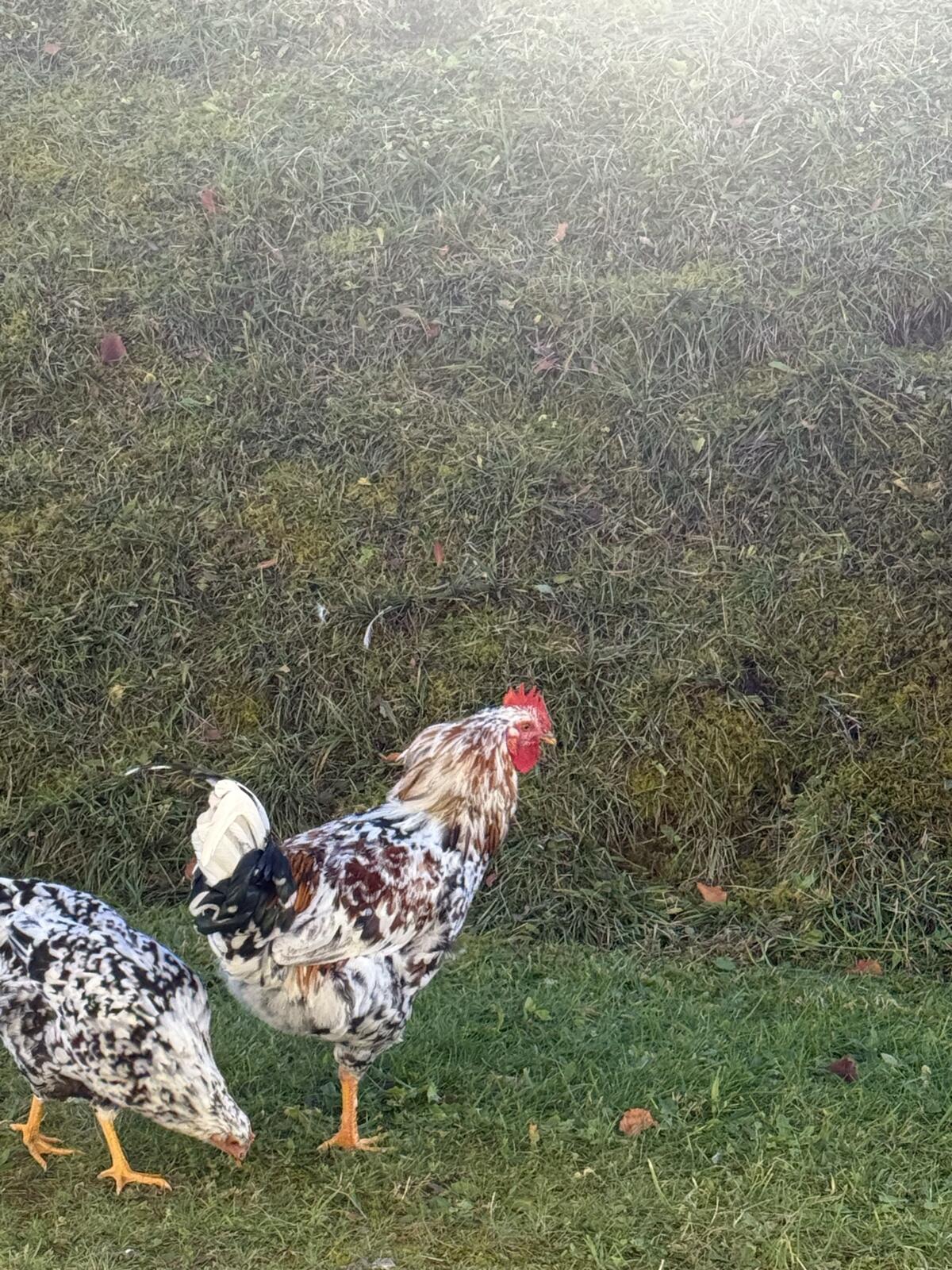 Schwedische Blumenhähne zu vergeben 2