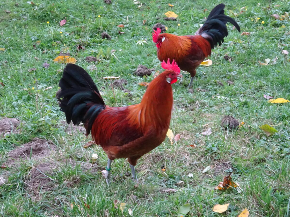 FRIESENHUHN gold-schwarzgeflockt 3