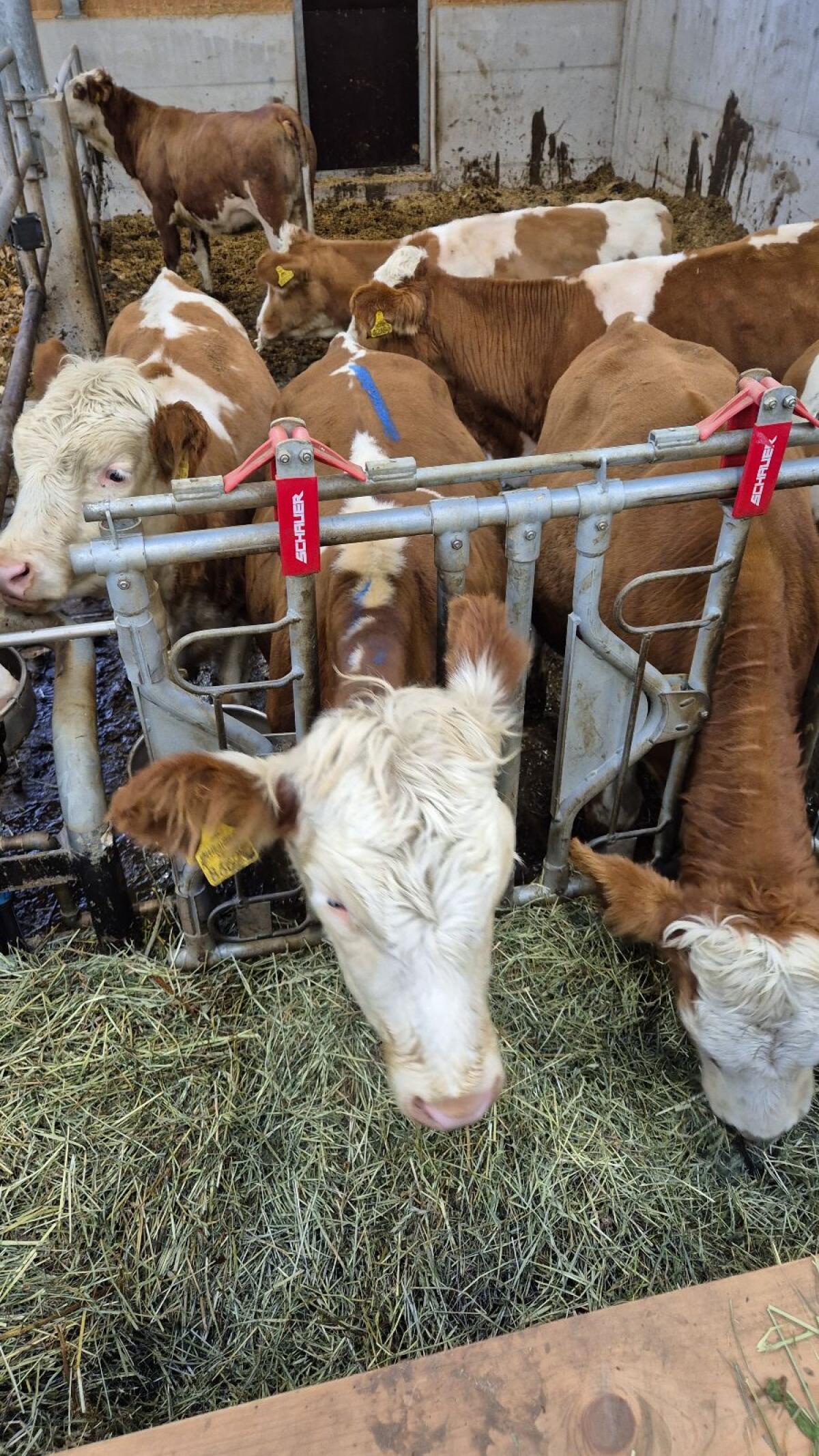 Einsteller zu verkaufen 1