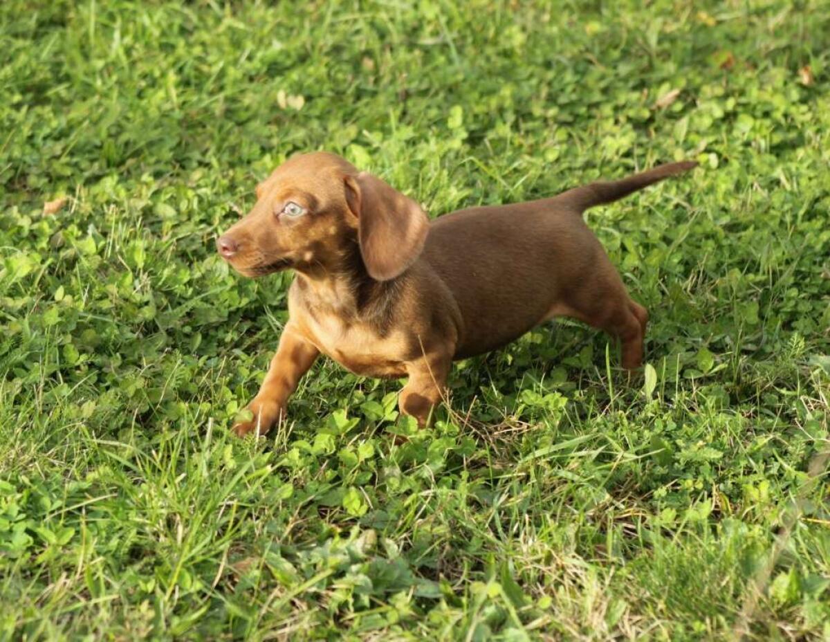 Standard Dackel Welpen suchen ihr Traumzuhause 3