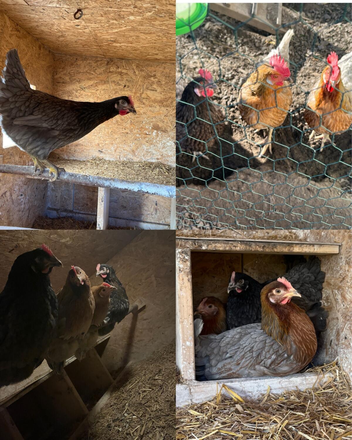 Königsberger Hühner 1