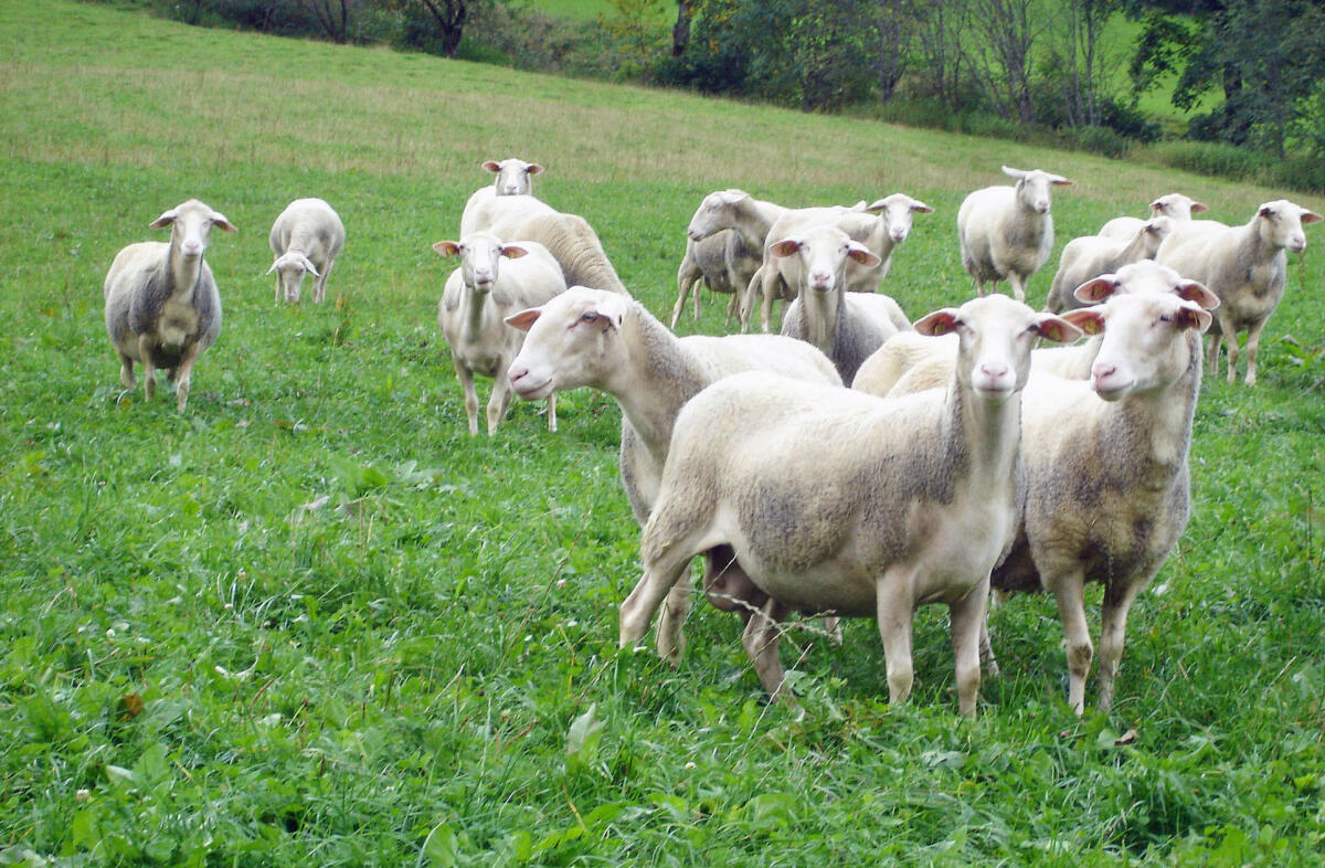 Verkaufe Lacaune Milchschafe als Mutterschafe 1