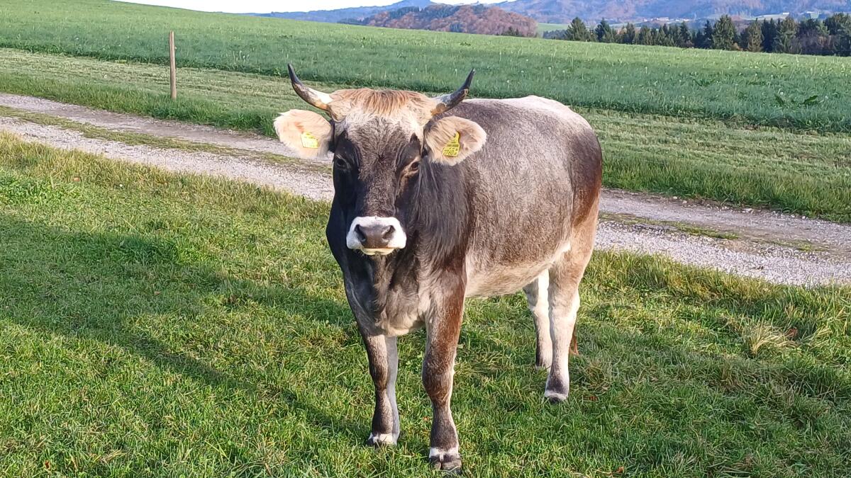 Tiroler Grauvieh Kalbin 2