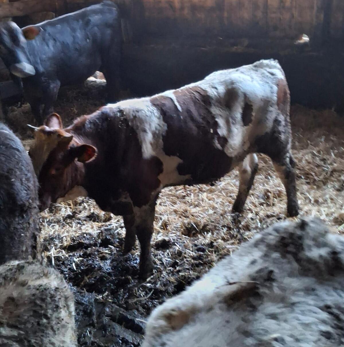 Fleckvieh Stier 1