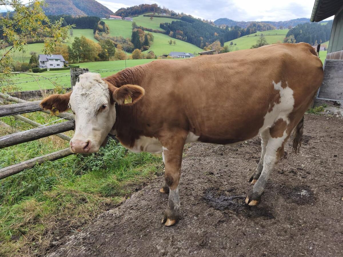 Hochträchtige FV-Zuchtkalbin 1