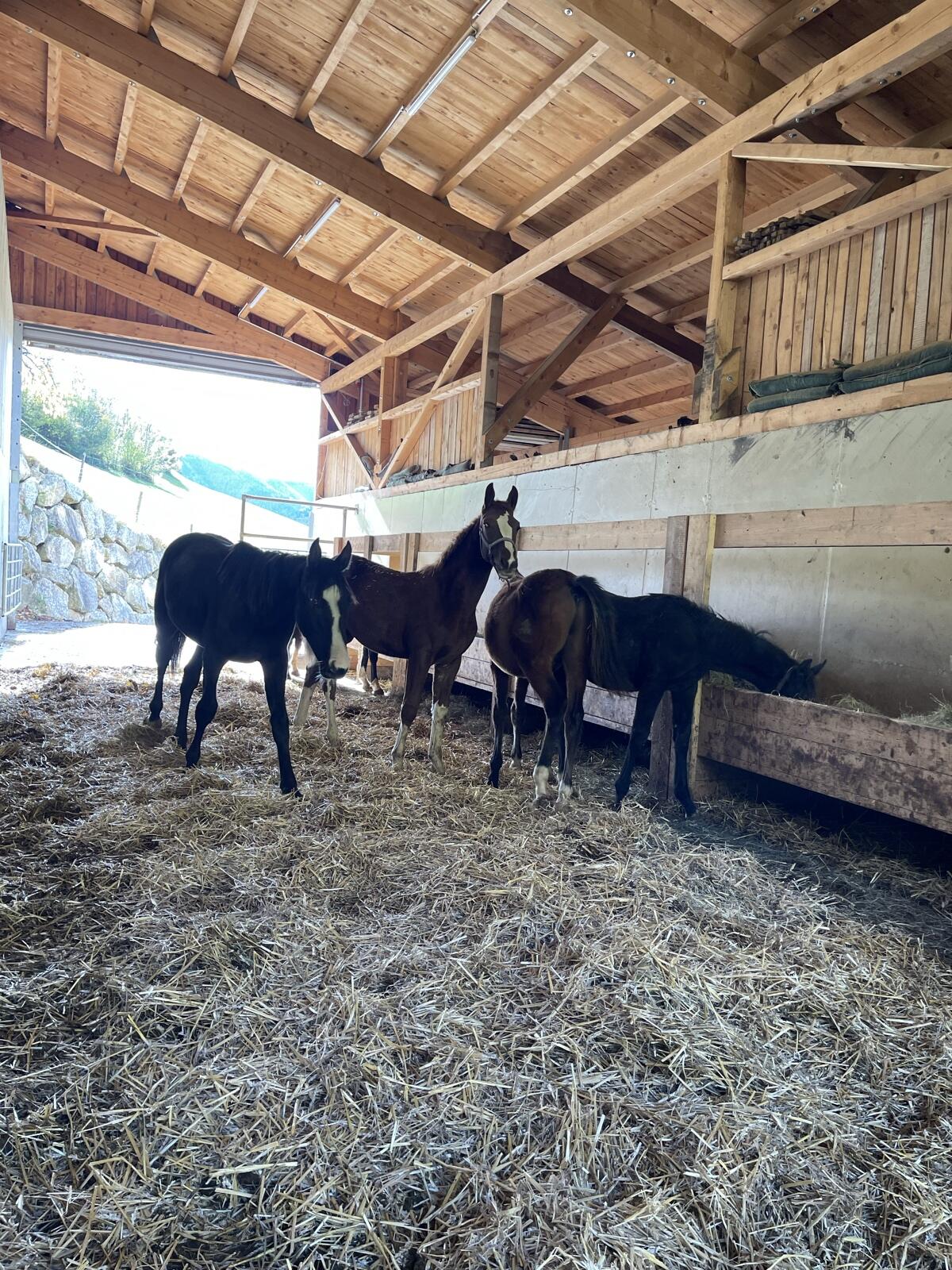 Aufzuchtplatz Jungpferde 1