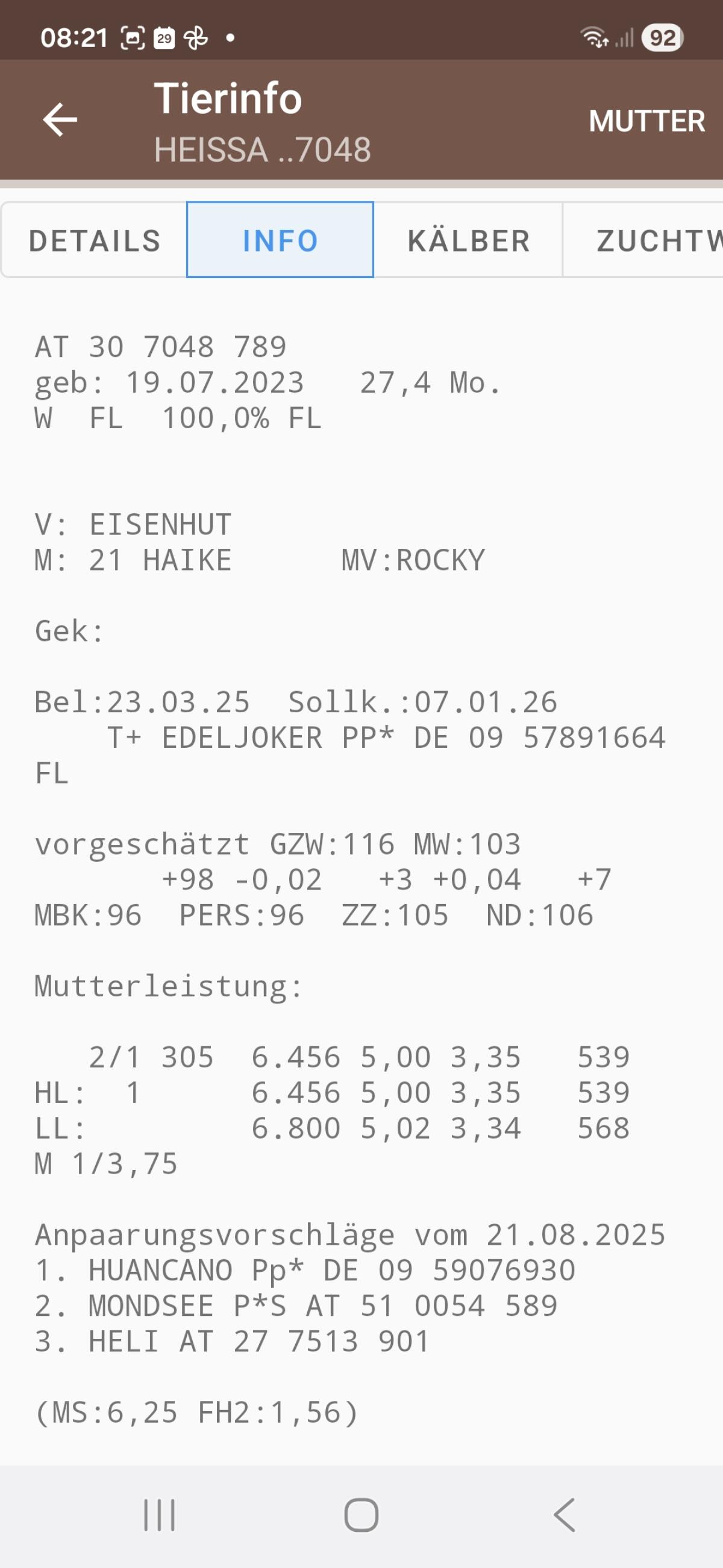 Verkaufe trächtige Fleckviehkalbin 2