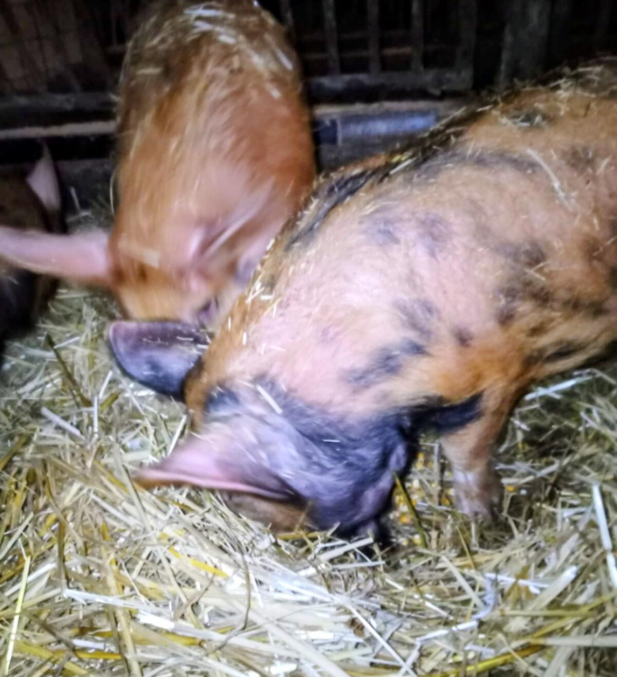 Kune Kune Eber 1