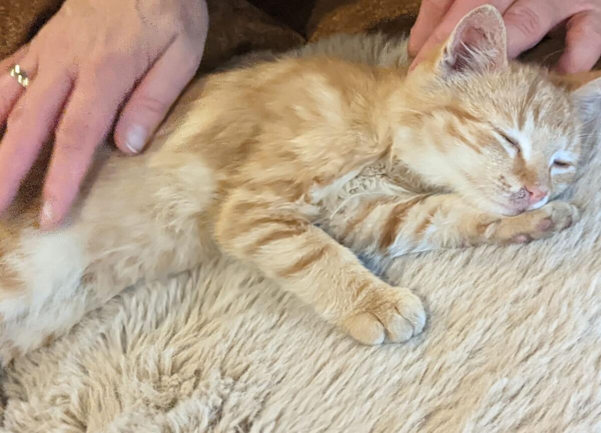 Babykatzen 3