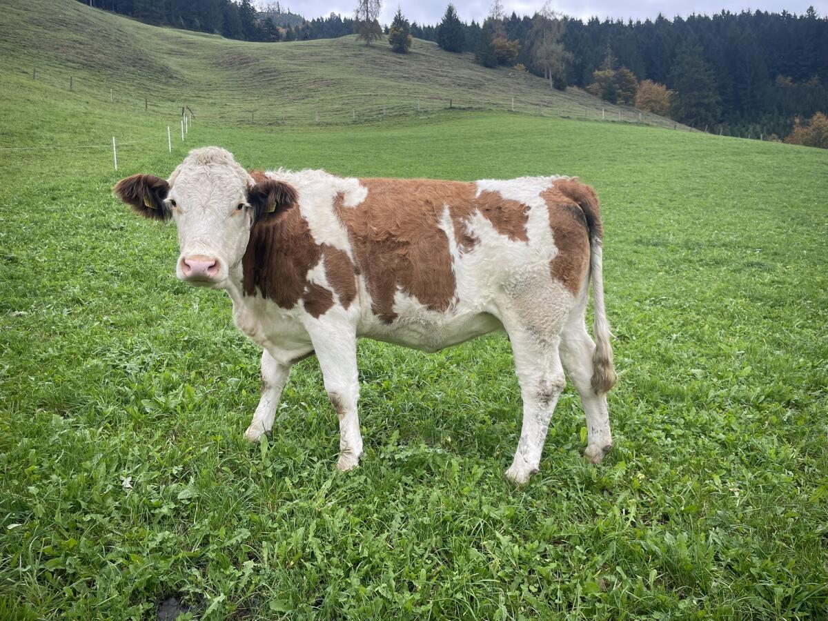 Bio Fleckviehkalbin 1