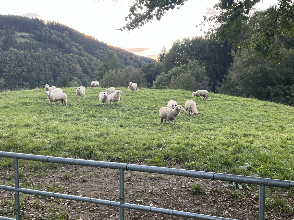 Verkaufe meine Schafe 2