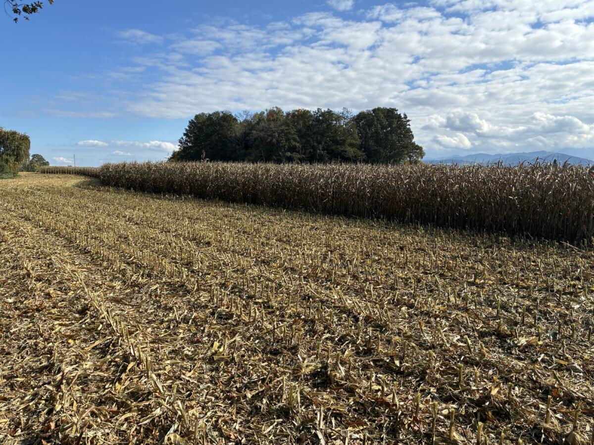 Suche Pachtflächen 1