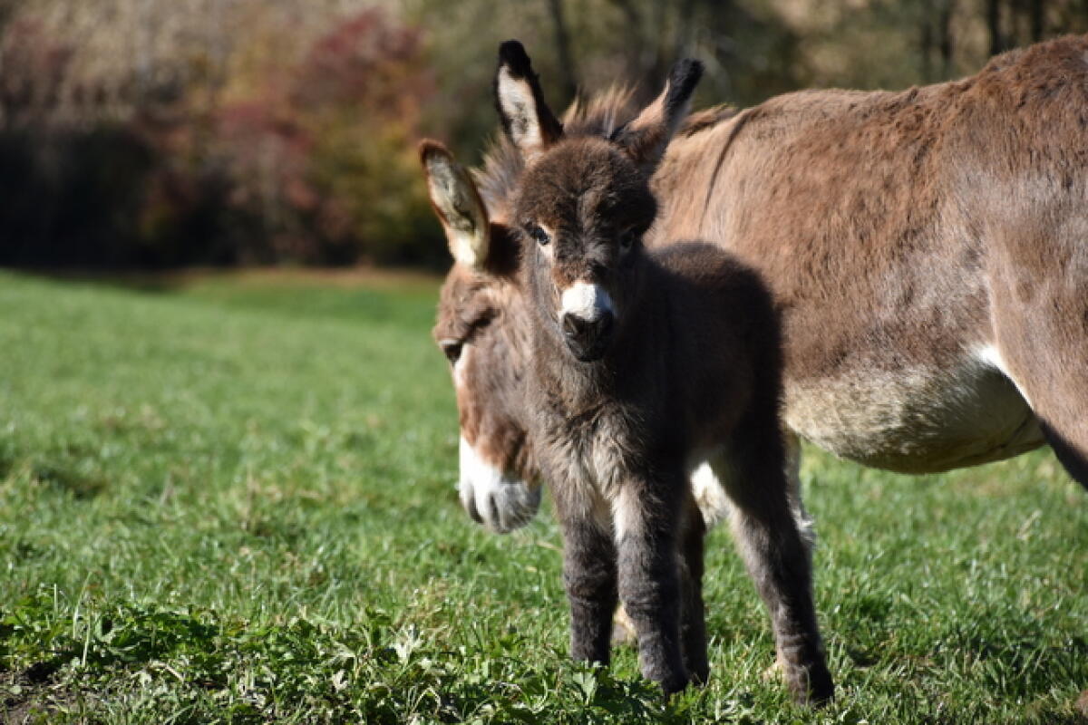 Miniature-Esel Hengstfohlen 1