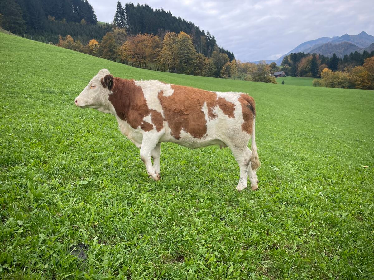 Bio Fleckviehkalbin 2