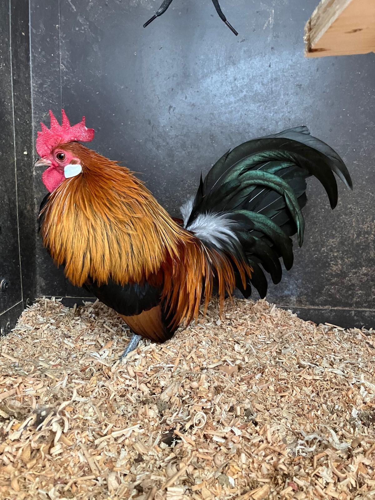 Holländischer Zwerghahn goldhalsig 1