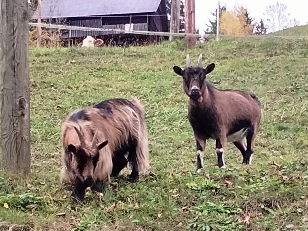 Zu verkaufen: Zwei weibliche Zwergziegen 3