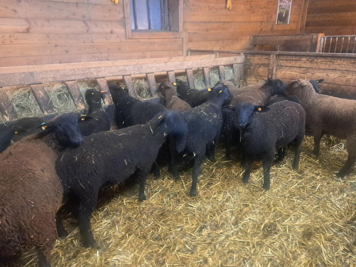 Jurazuchtlämmer weiblich 2