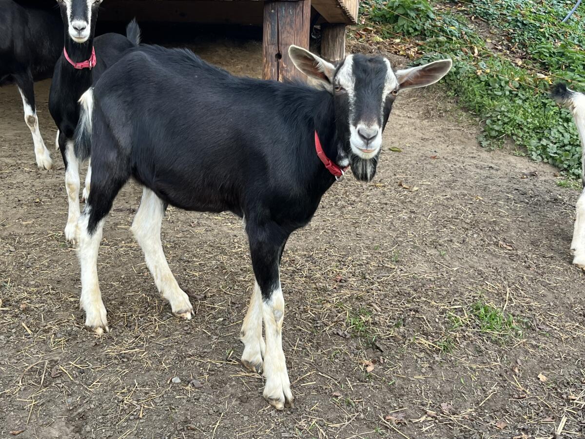 Bündner Strahlenziegenbock sucht neues Zuhause 2