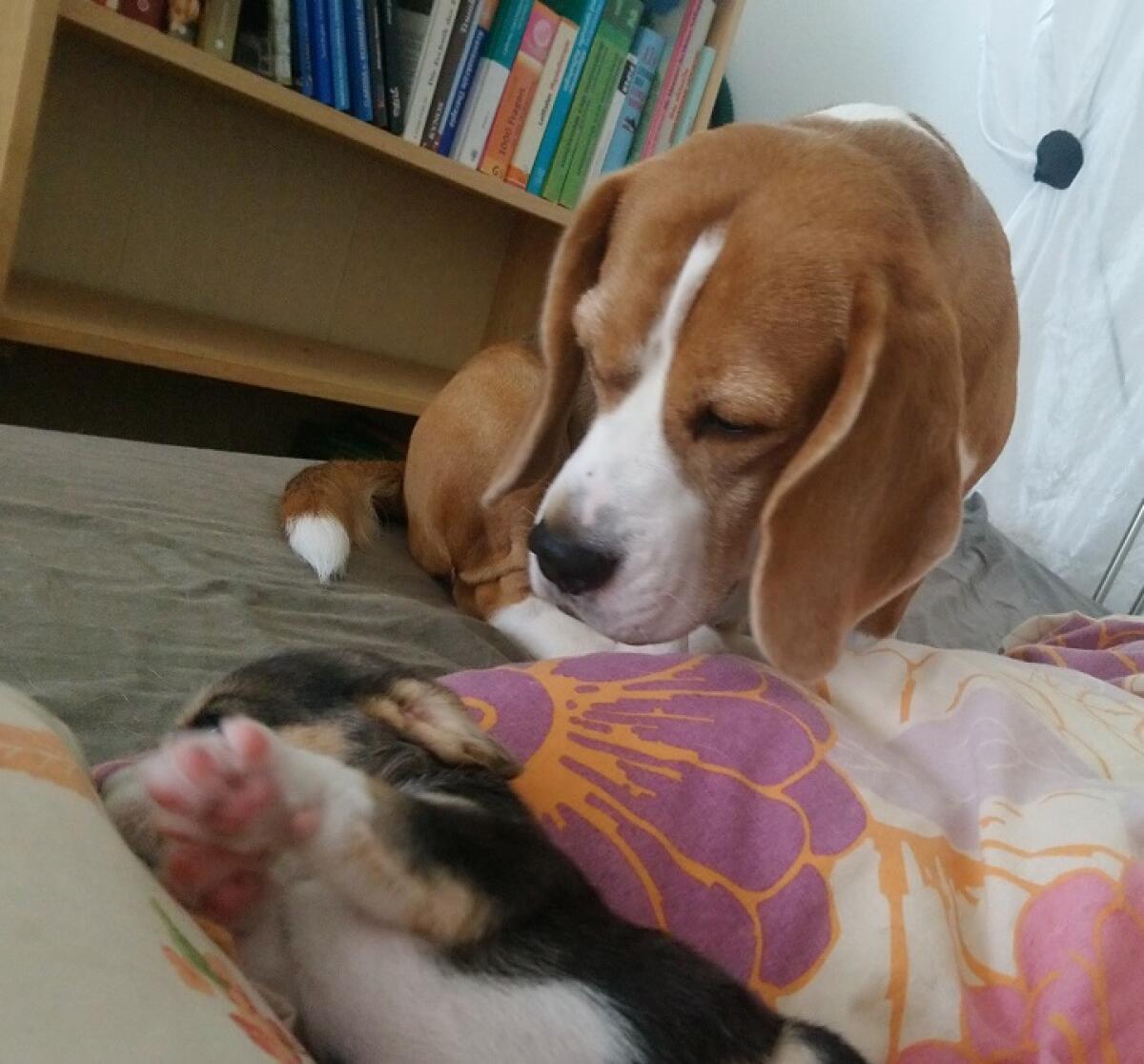 Beaglewelpen aus ÖKV Zucht 2