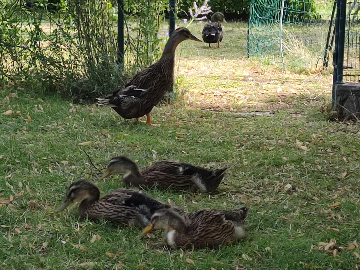 Rouen Enten 3