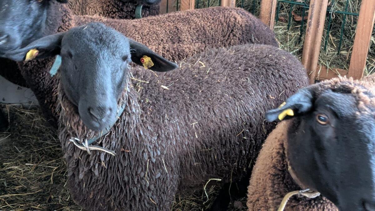 Reinrassiger Jurabock 2