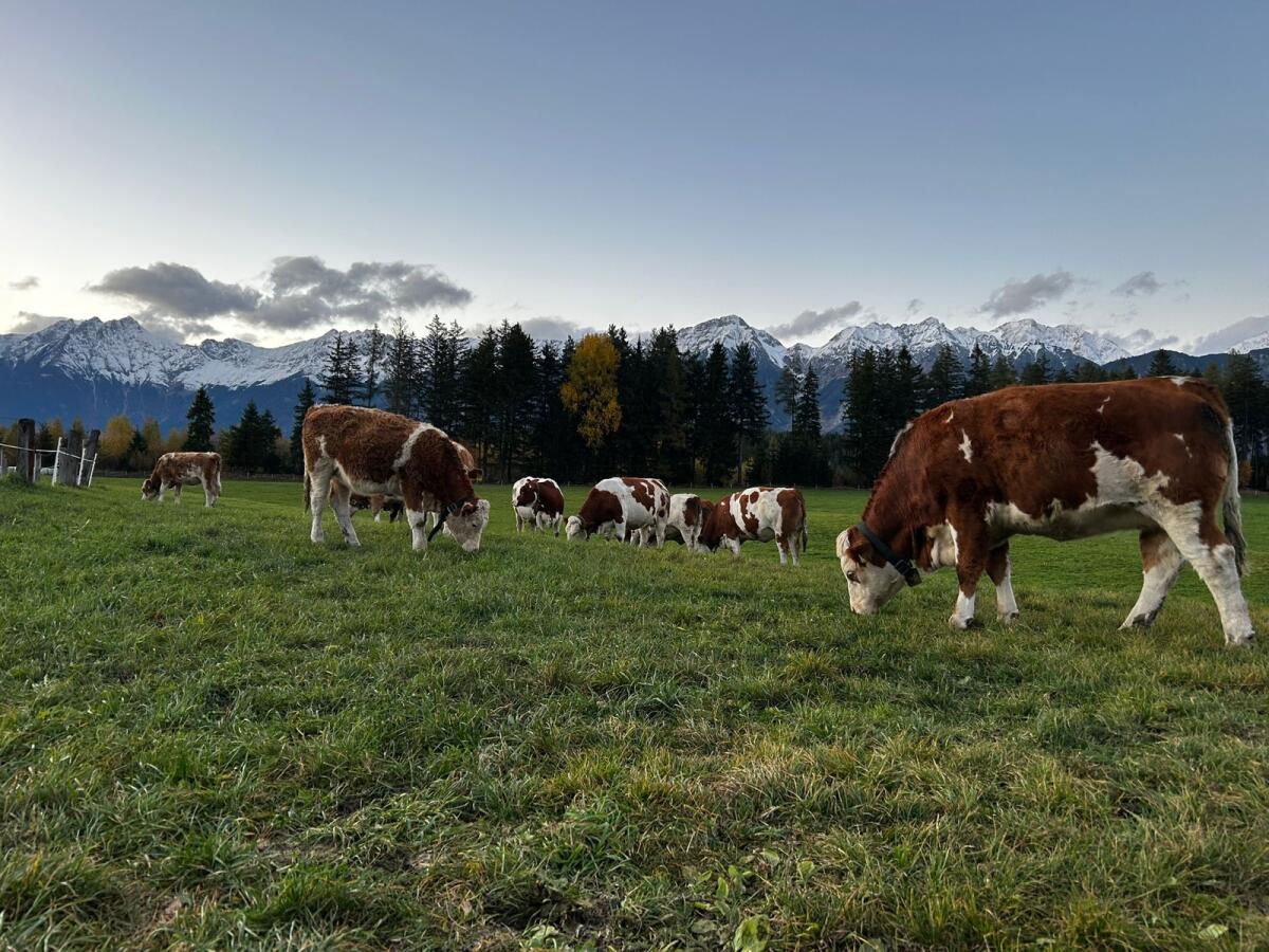 Fleckvieh Kälber/Kalbinen 3