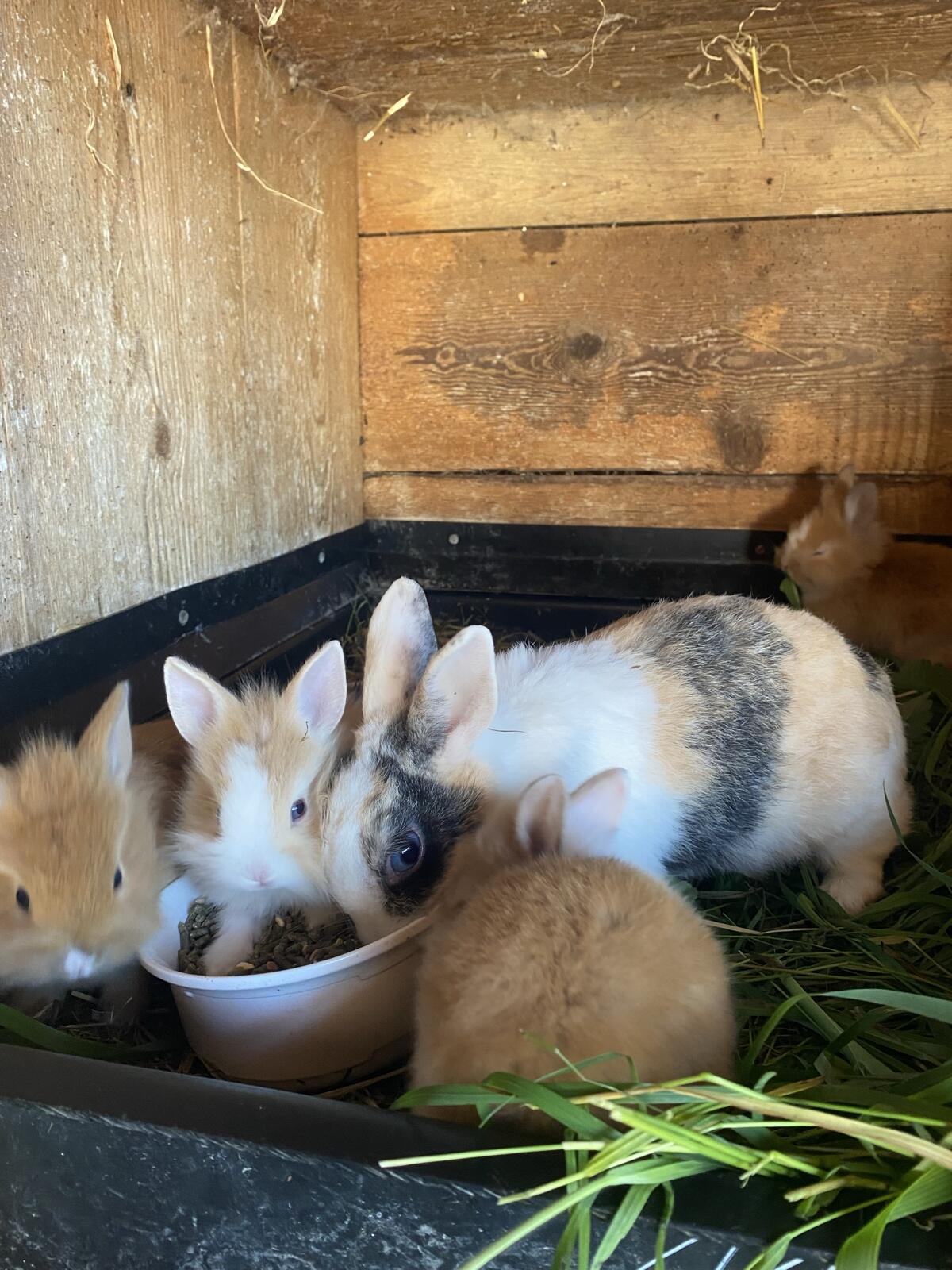 Süße Zwergkaninchen 2