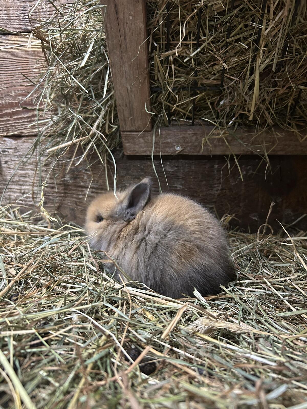 Babyhasen zum Abgeben 3