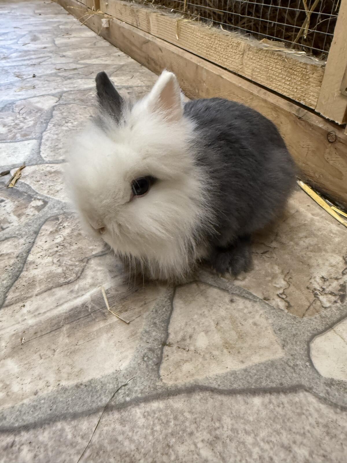 Löwenkopf-Kaninchen 2