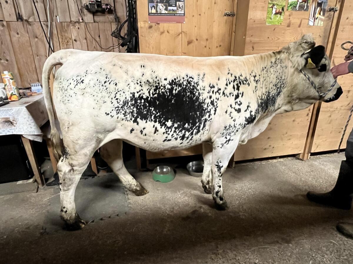 Pustertaler Sprinzen Jungkalbin 1