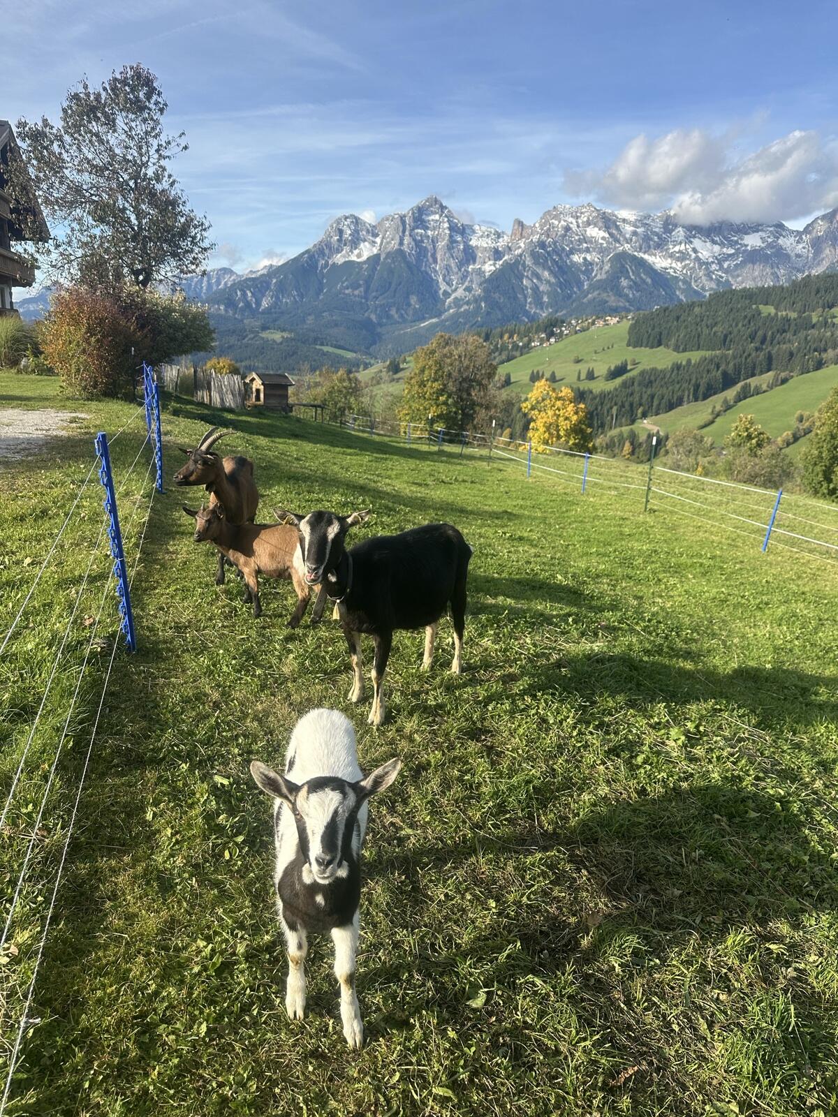 Ziege mit Kitz 3