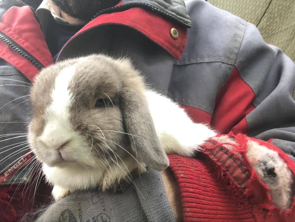 Hasen Schlappohren samt Stall 3