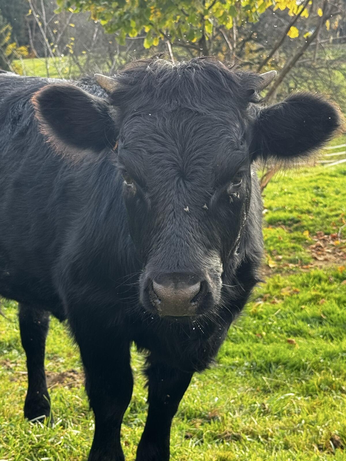 Dexter Kalbin Lisal 3