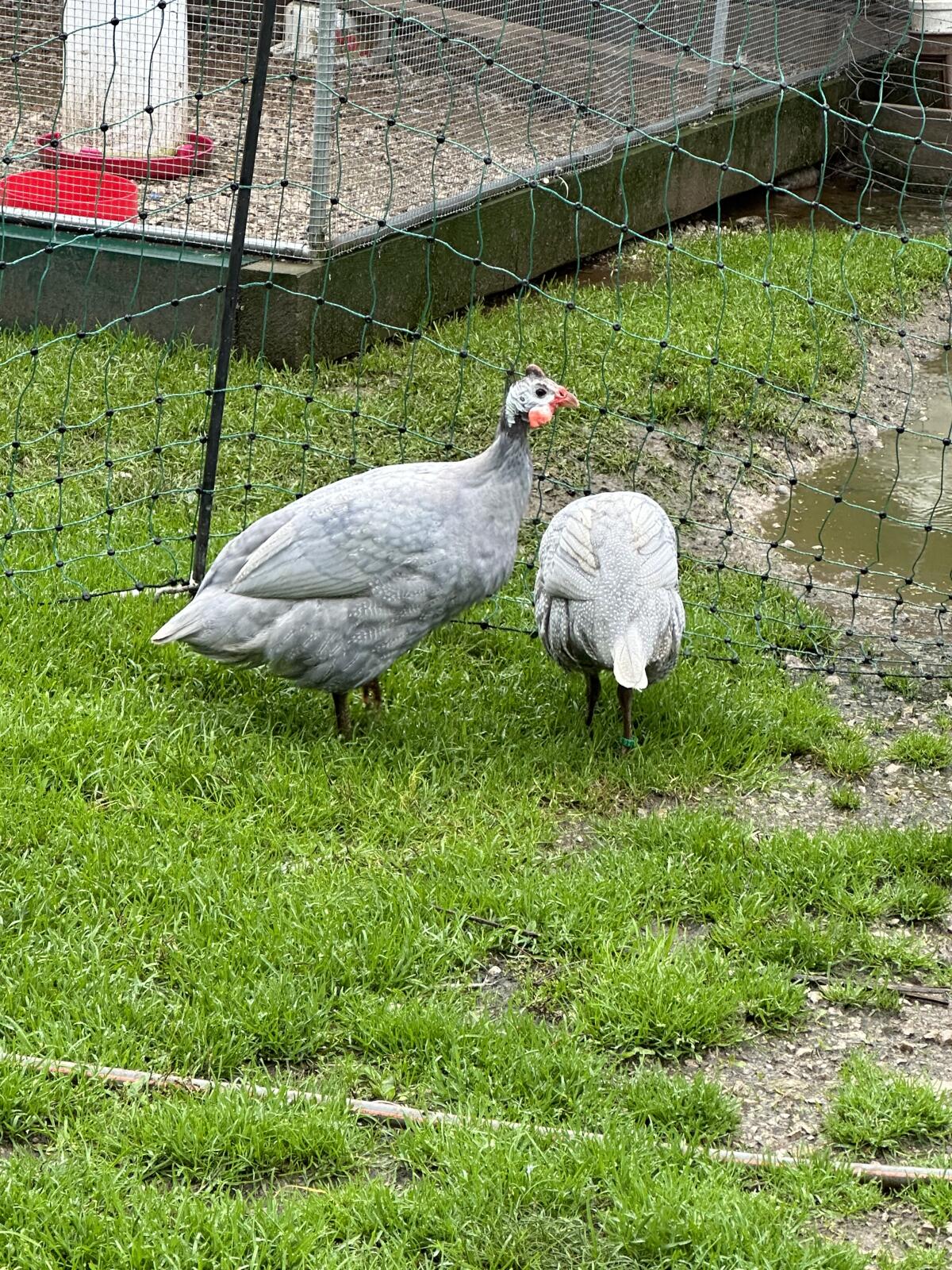 Perlhühner Azur 1,1 2025 2