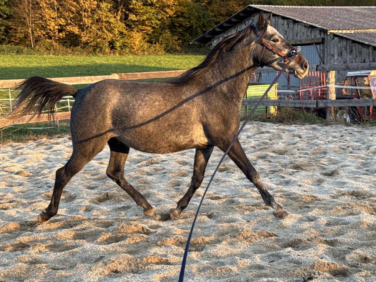 Lipizzaner-Mix Wallach 2