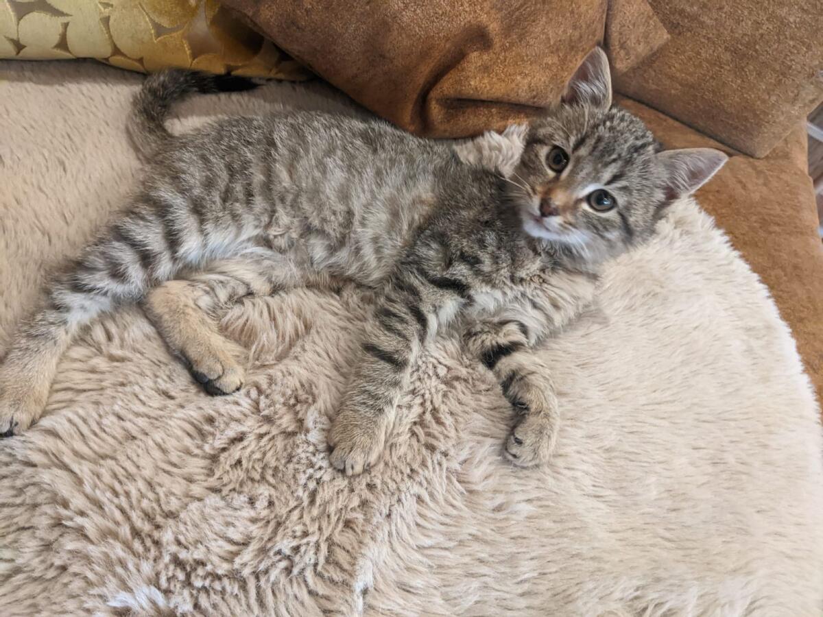 Babykatzen 2