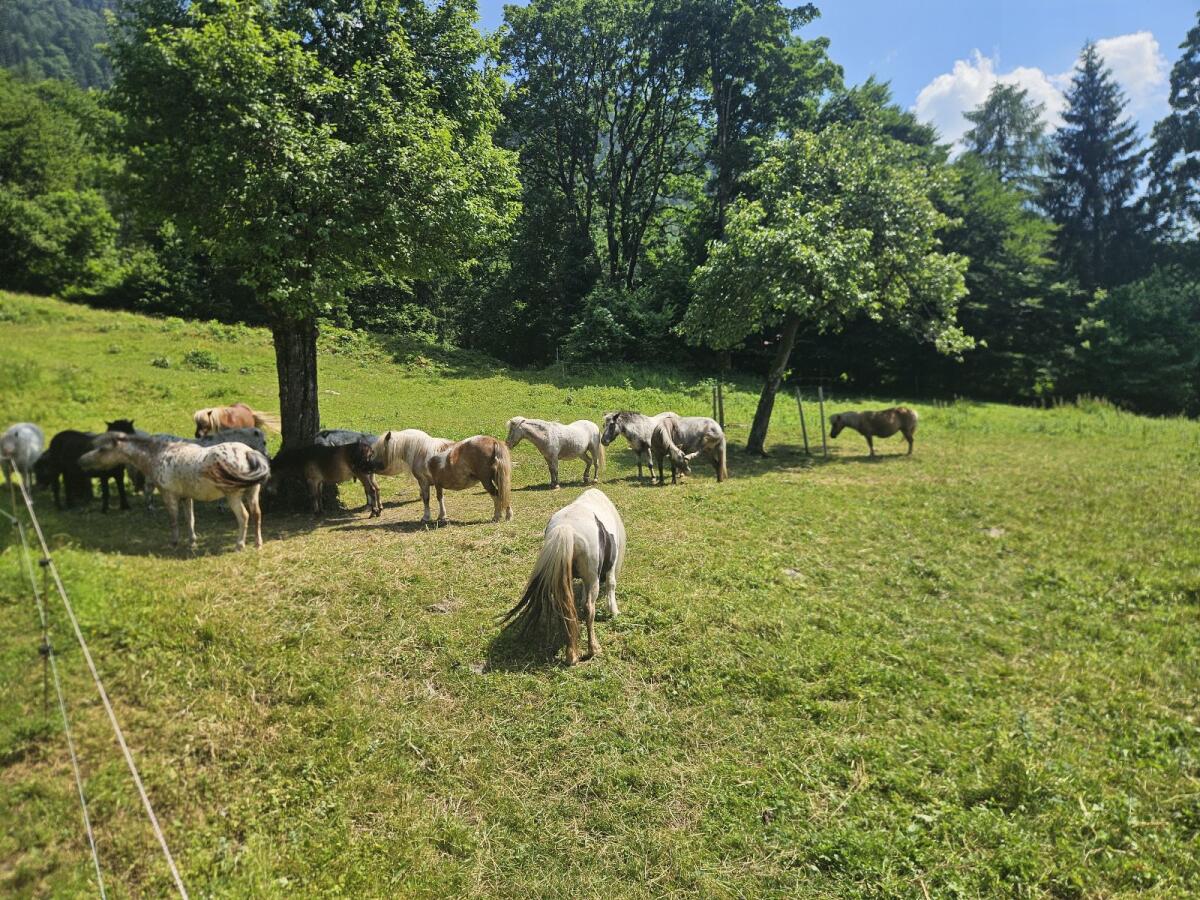 Verkaufe mehrere Ponys 2