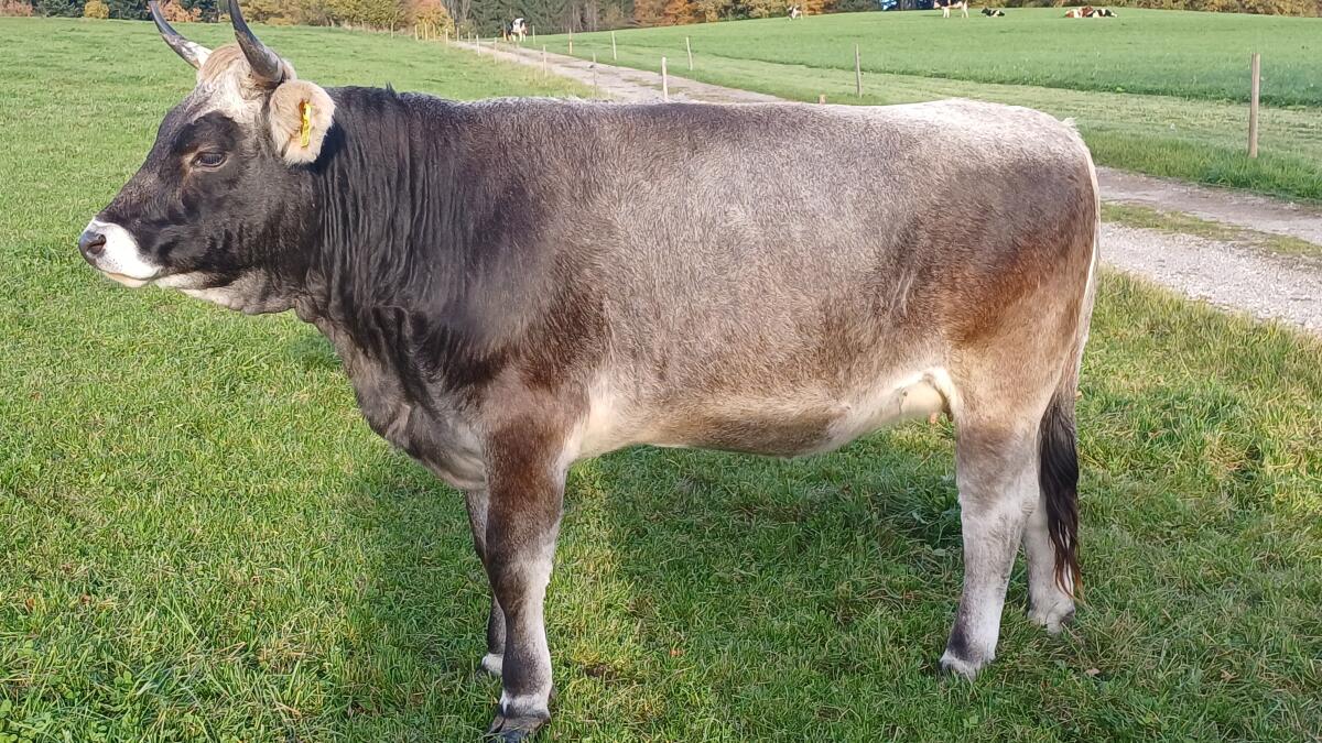 Tiroler Grauvieh Kalbin 1