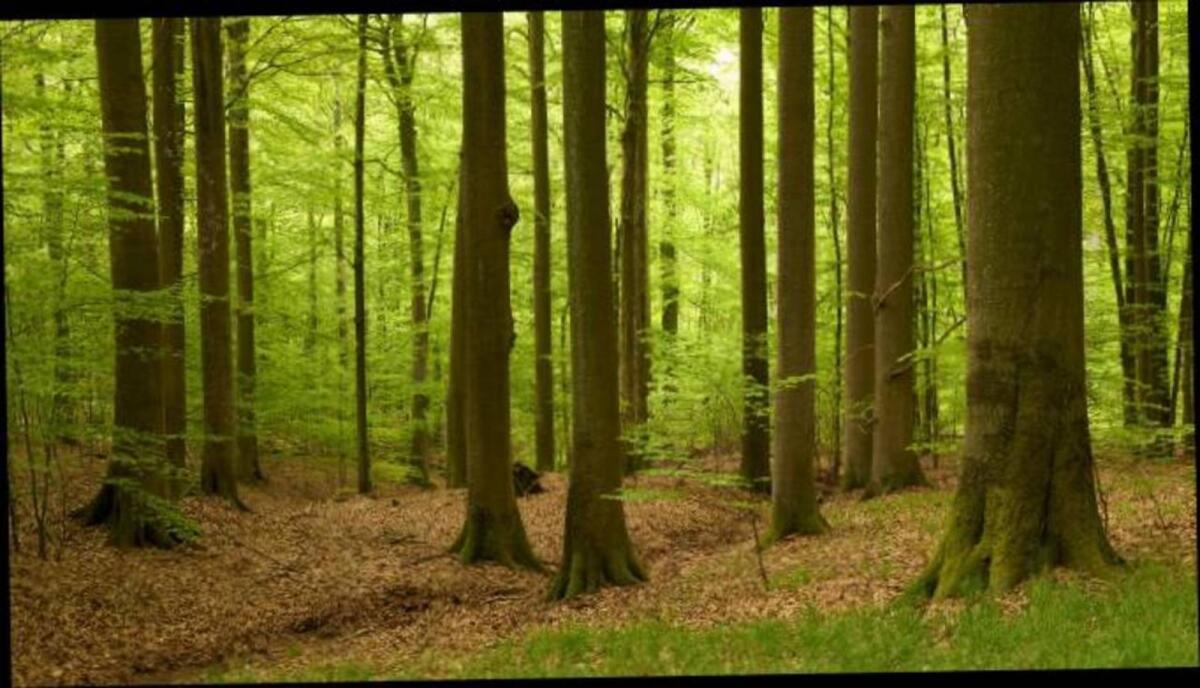 Land- und forstwirtschaftliche Flächen gesucht 3