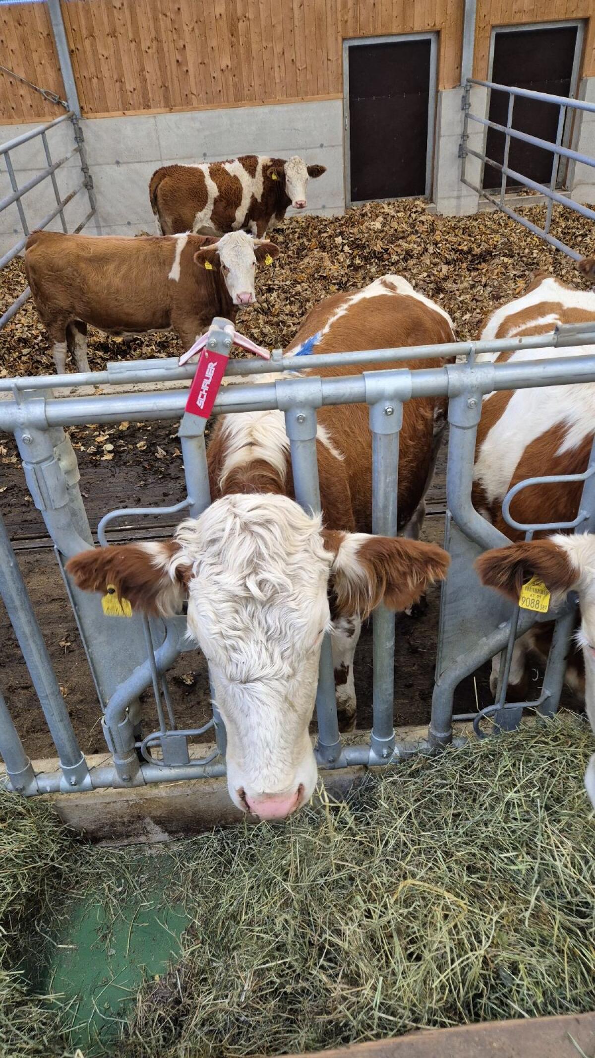 Einsteller zu verkaufen 3