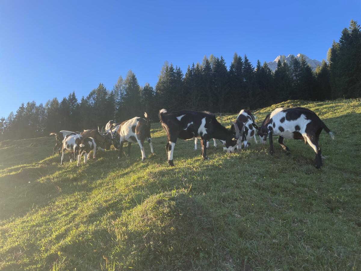Tauernscheckenziegen zu verkaufen 3