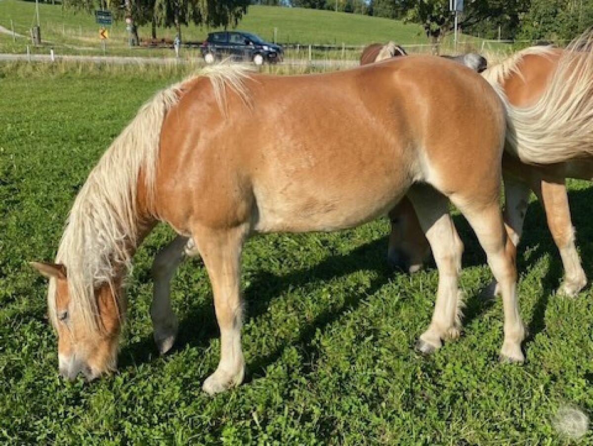 Haflinger zu verkaufen 1