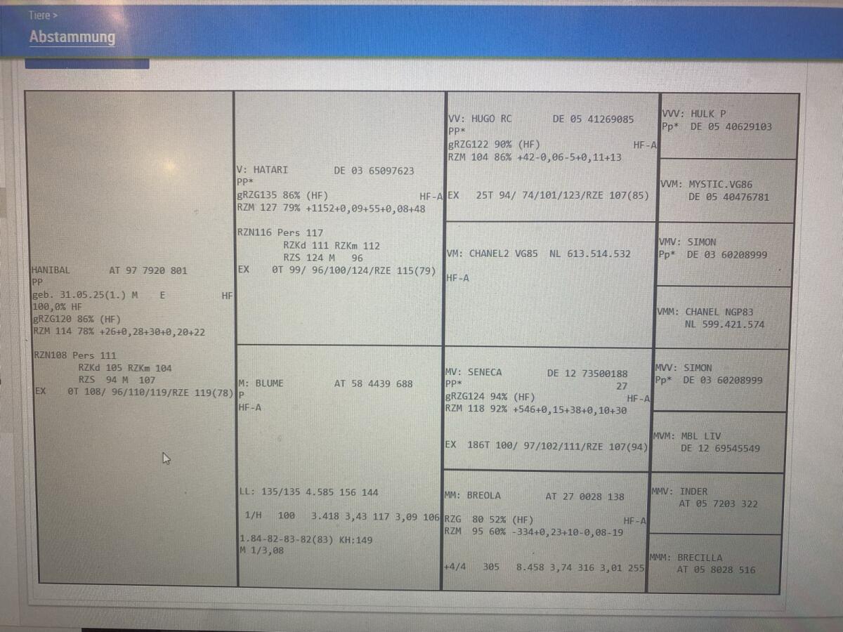 Trächtige Fleckviehkalbin 2