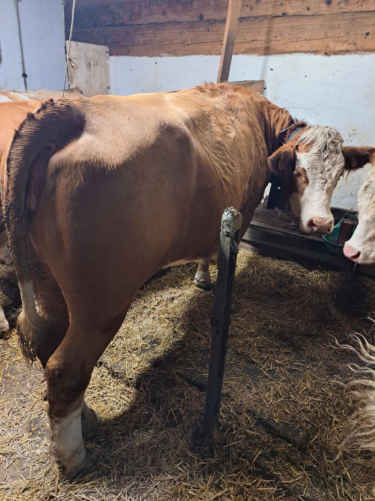 Bio Fleckvieh Tirol 2