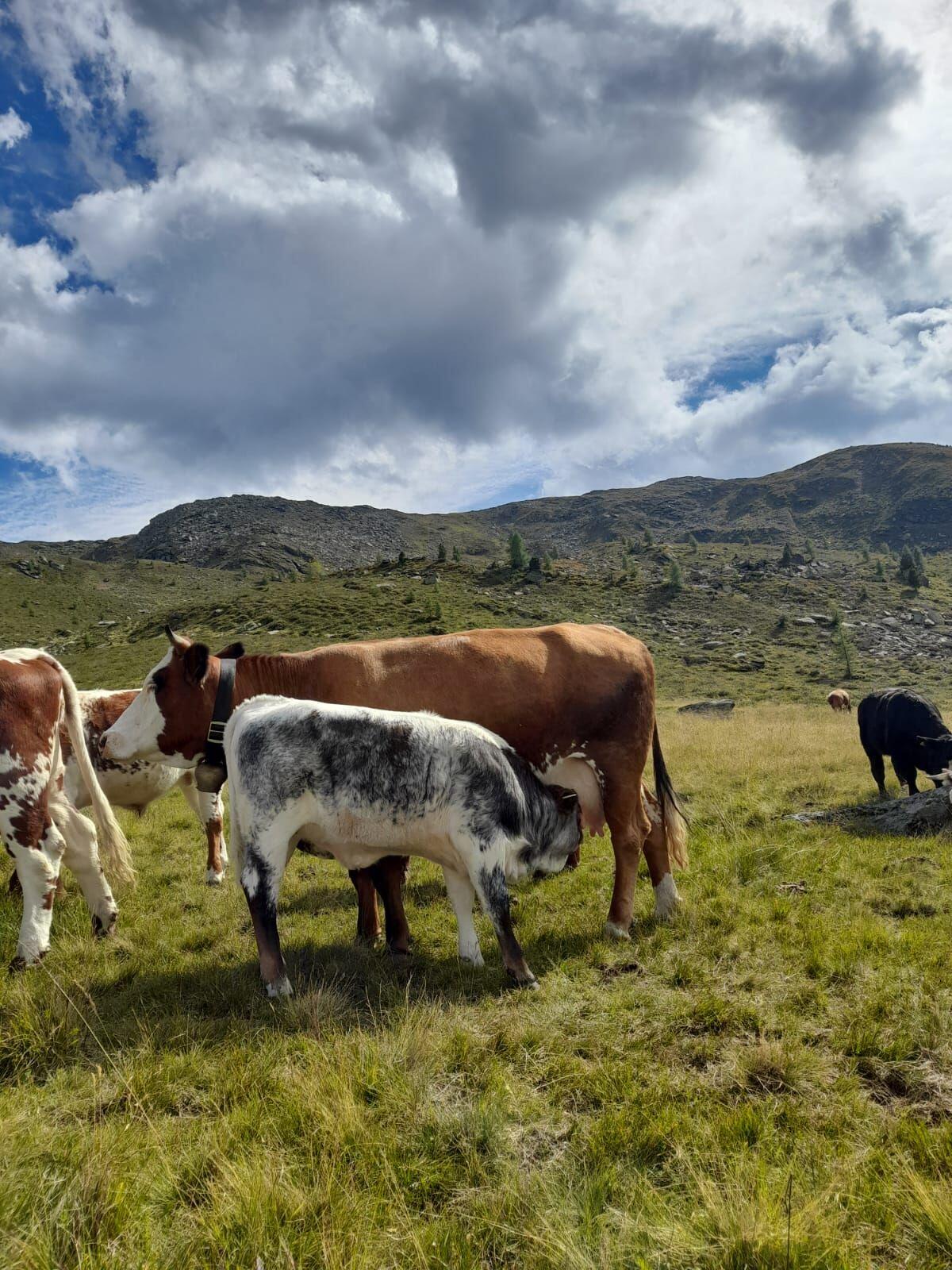 Mutterkuh Gloria - Fleckvieh Limousin 3