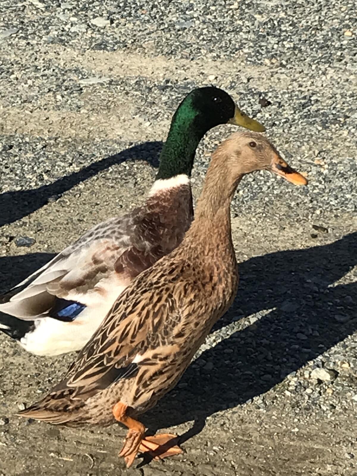 Laufenten aus Naturbrut, gute Schneckenfresser 3